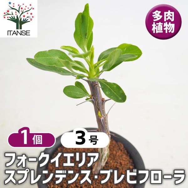 フォークイエリア スプレンデンス ブレビフローラ 多肉植物 3号/1個