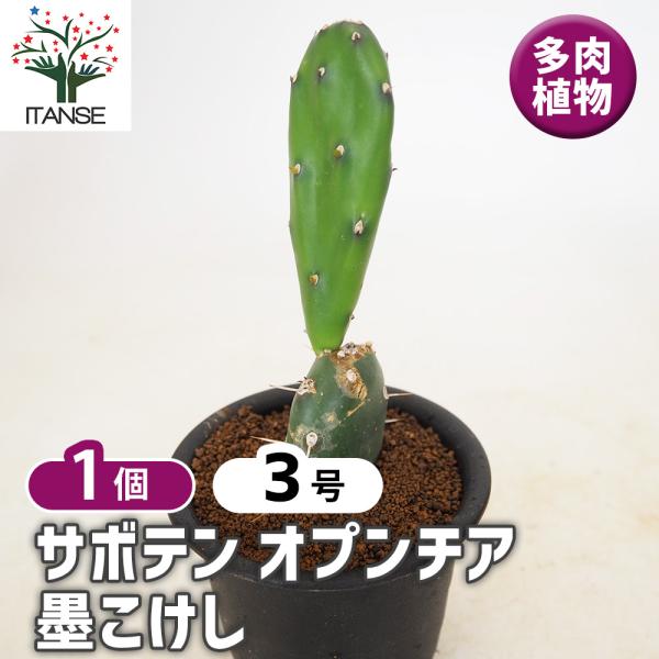 サボテン オプンチア 墨こけし 多肉植物 3号/1個売り さぼてん 仙人掌