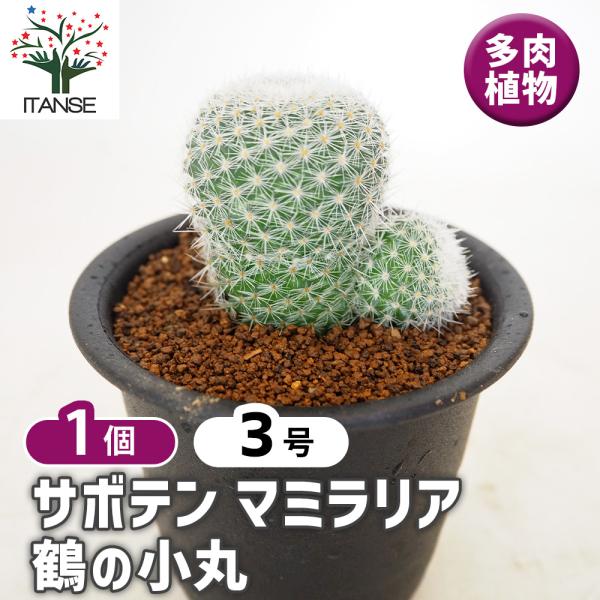 サボテン マミラリア 鶴の小丸 多肉植物 3号/1個売り さぼてん 仙人掌