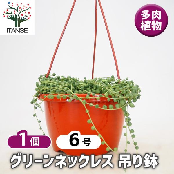 グリーンネックレス 吊り鉢 多肉植物 6号/1個売り ガーデニング リビング オフィス 事務所 インテリア 送料無料 即納