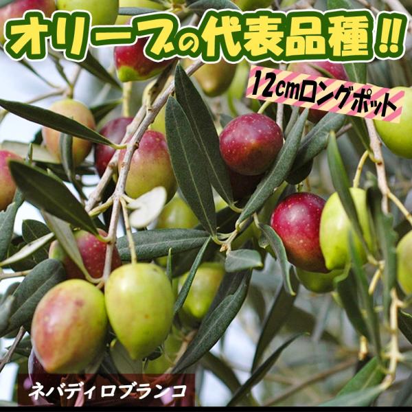 オリーブ ネバディロブランコ みんな探してる人気モノ オリーブ ネバディロブランコ