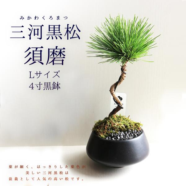 ITANSE 盆栽 三河黒松 須磨L 四寸 1個売り 送料無料 イタンセ公式