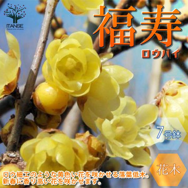 7号大苗ですので、翌年から花を楽しめます。ロウバイはまるでロウ細工のような黄色い花を咲かせる、中国原産の落葉低木です。開花期以外はあまり目立ちませんが、新春に香り高い花を咲かせる貴重な存在です。中国では、ウメ、スイセン、ツバキとともに、「雪...