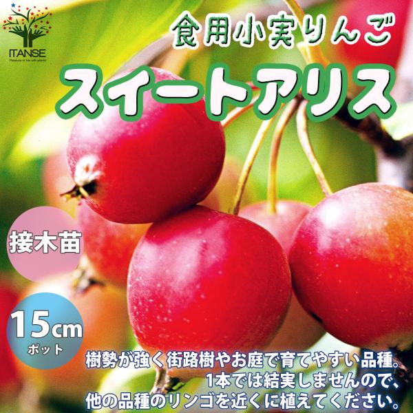 食用小実リンゴ スイートアリス 庭木 接木苗 5号接木苗 1個売り 植木 観賞用 新生活 プレゼント ジャム シードル 有機栽培 送料無料 Tre 野菜苗 植物 青果物販売のitanse 通販 Yahoo ショッピング