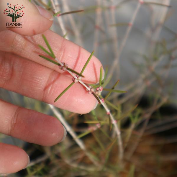 ヒポカリマ ピンク 常緑低木 庭木 6号鉢 1個売り 庭木 植木 花木 観賞用 新生活 プレゼント ボタニカルライフ 送料無料 Buyee Buyee 日本の通販商品 オークションの代理入札 代理購入