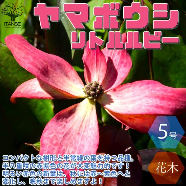ヤマボウシ リトルルビー 庭木 15cmポット 1個売り 庭木 植木 花木 観賞用 新生活 プレゼント 贈答 送料無料 Tre 野菜苗 植物 青果物販売のitanse 通販 Yahoo ショッピング