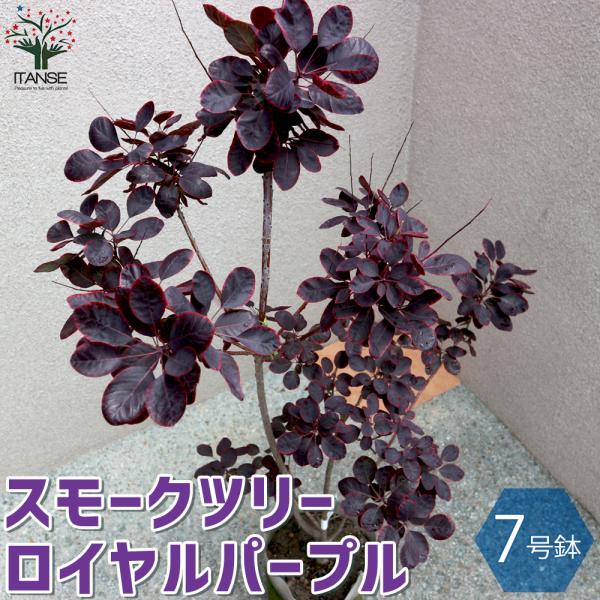 スモークツリー みんな探してる人気モノ スモークツリー