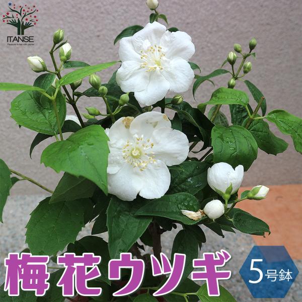 梅花空木 バイカウツギ 庭木 5号鉢 1個売り 庭木 植木 花木 観賞用 新生活 プレゼント 贈答 送料無料 Tre000 野菜苗 植物 青果物販売のitanse 通販 Yahoo ショッピング