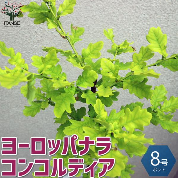 itanse_tre00096