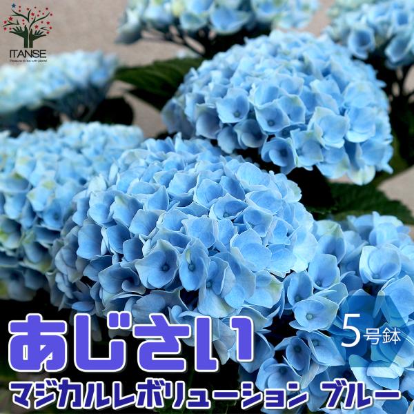 アジサイ てまり みんな探してる人気モノ アジサイ てまり