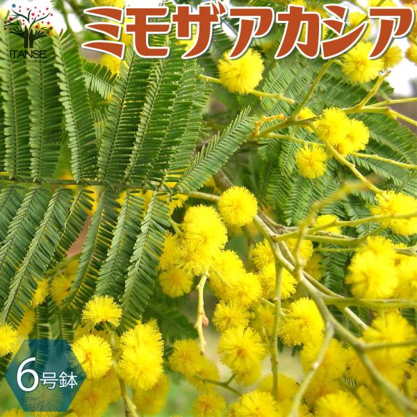 ITANSE ミモザの苗 アカシア 花木苗 庭木 6号鉢 1個売り ギン ITANSE ミモザの苗 アカシア 花木苗 庭木 6号鉢 1個売り ギン