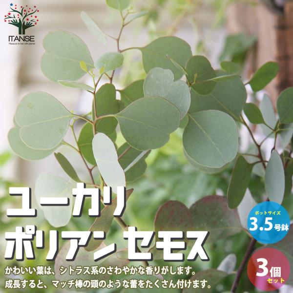 ITANSE ユーカリ ポリアンセモス 庭木 植木/花木 3.5号ポット苗