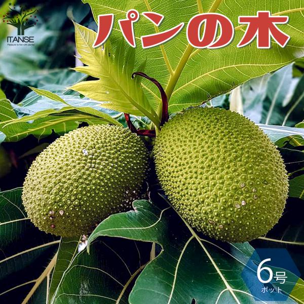 #Tahitian green 』 #パンの木の実 ITANSE パンの木 ( パンノキ ) 果樹の苗木 熱帯果樹 6号鉢 1個