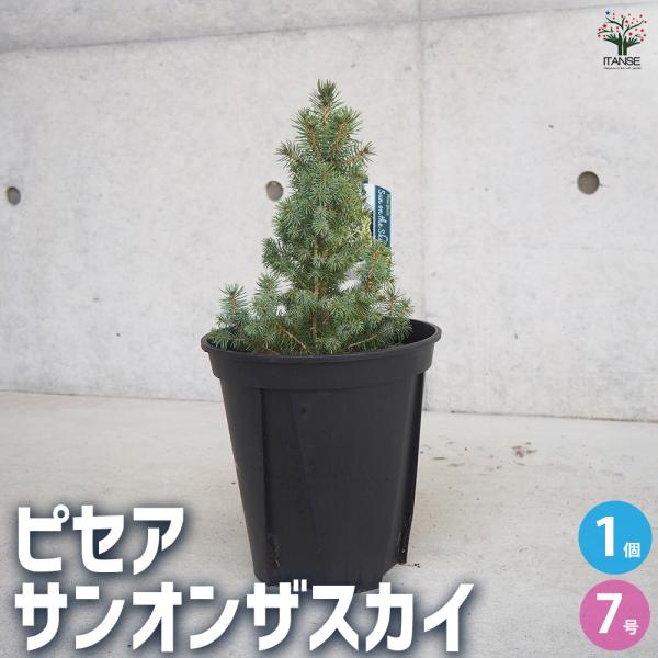 ஐ矮性・モミの木*ஐカナダトウヒ・コニカ・ピセア・苗木【サンオンザ