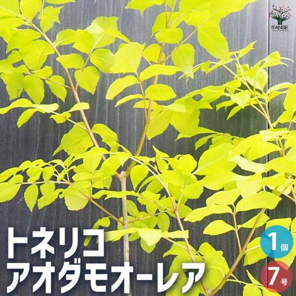 ITANSE アオダモ オーレア 庭木 7号鉢/1個売り 植木 トネリコ アオダモ