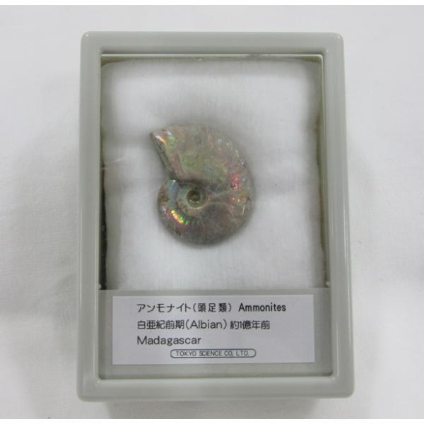 化石 アンモナイト レインボー 002 : shopooo by GMO - 通販