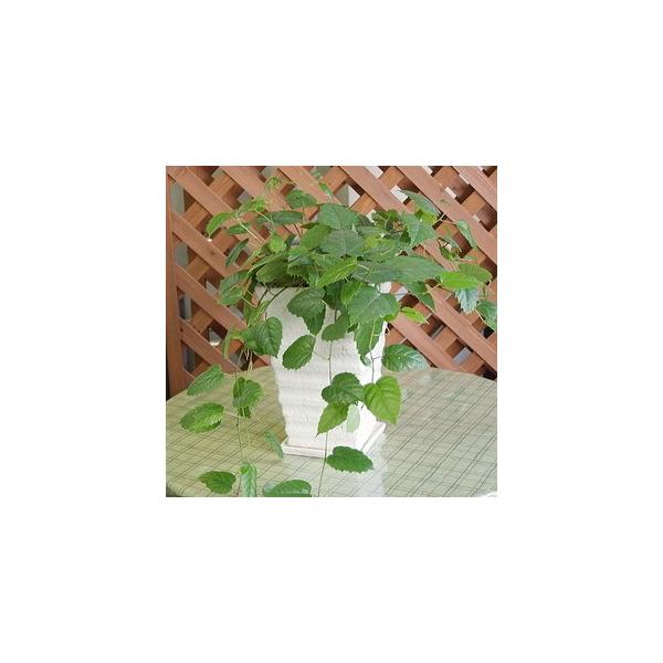 カンガルーアイビー Parkingpodziemny Pl