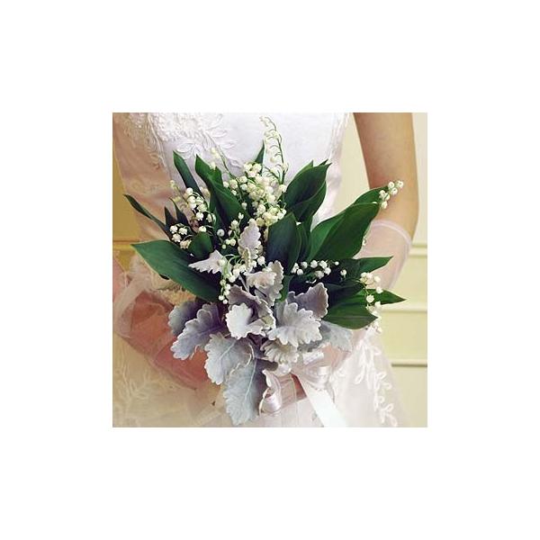 商品発送元：シンコーフラワーセンタースズラン　ダスティミラー　他フラワー・ガーデニング