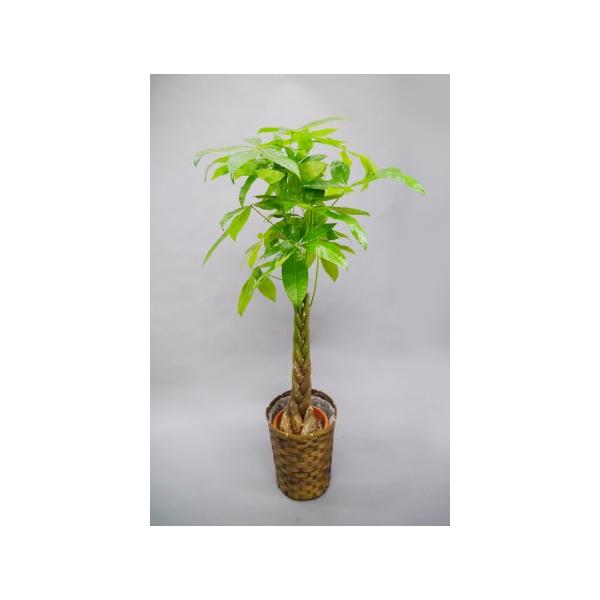 観葉植物パキラ8号でおしゃれな空間作り