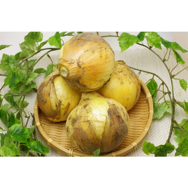 商品発送元：ハート.netshopフード・菓子甘みがあり、辛味が少ないので是非、サラダでお召し上がりください。口に入れると、シャキシャキした食感の後、玉ねぎの甘みと旨みがジュワーと口の中に広がります。    商品情報    商品名    玉...