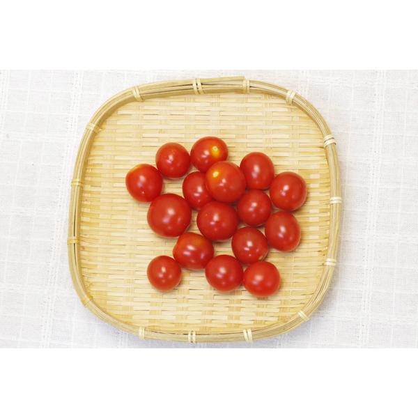 商品発送元：ハート.netshopフード・菓子農薬や肥料を一切使用せず栽培するミニトマトです。    商品情報    商品名    ミニトマト    種子    F1種    栽培方法    無肥料・自然栽培    産地    徳島県   ...