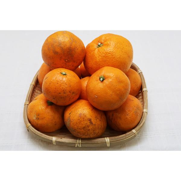【無肥料・自然栽培】ワイルドな外観に濃厚でコクのある温州ミカン1kg［徳島県：みその農園］【v1000】