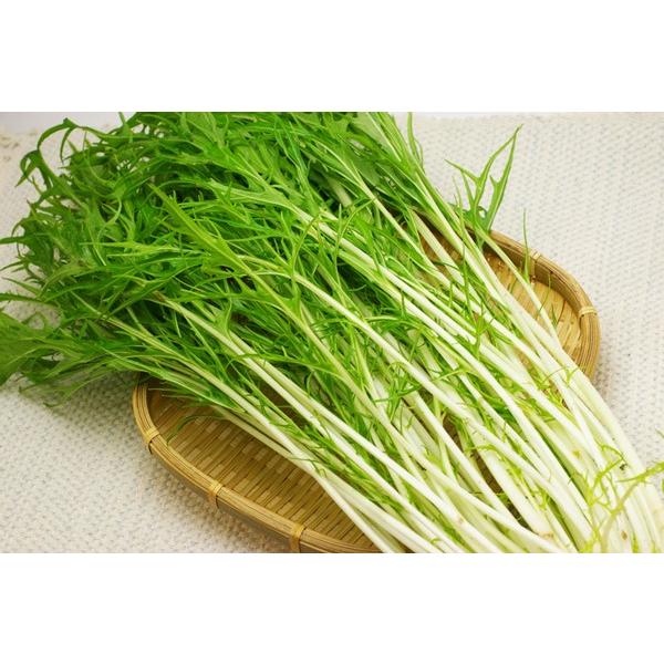 商品発送元：ハート.netshopフード・菓子水菜は、京野菜の一つで、食べるとシャキシャキした歯切れのよさが抜群。肉の臭みを消す効果があるため肉を使った鍋料理に良く使われます。シャキシャキとした食感を生かしてサラダにして食べても美味しいです...