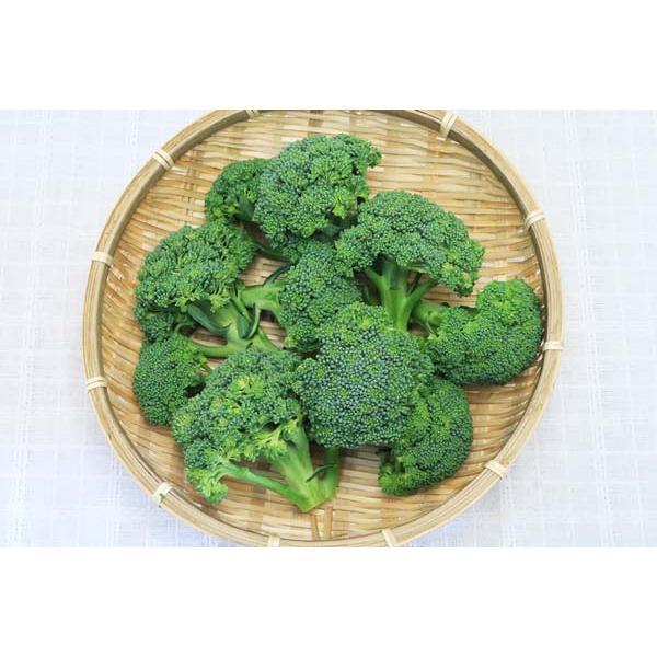 商品発送元：ハート.netshopフード・菓子ビタミンやミネラルが豊富な人気野菜  ブロッコリーはビタミンＡのもとになるカロテンや鉄、カルシウムなどの栄養価が高い野菜です。とくに花蕾(からい)のビタミンＣは、レモンの約２倍。柔らかい茎は、花...