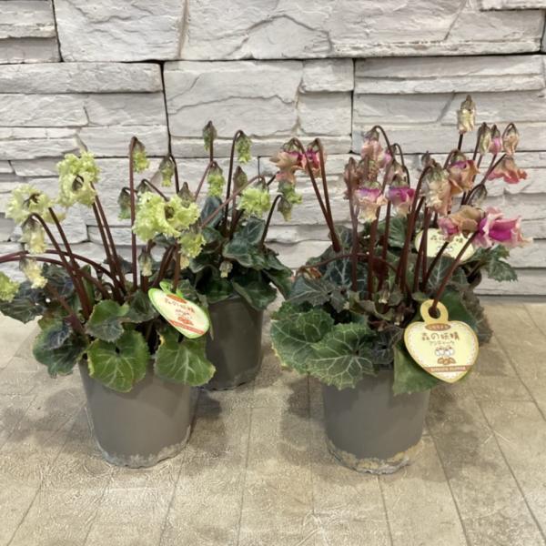 商品発送元：橋本種苗園オンラインストア家電・AV機器・カメラ【商品名】シクラメン　森の妖精　選べる2色【分類】耐寒性宿根草【開花期】秋&amp;#12316;早春【草丈】10〜20cm前後＊草丈は、参考にしていただく一般的なサイズで土地や育...