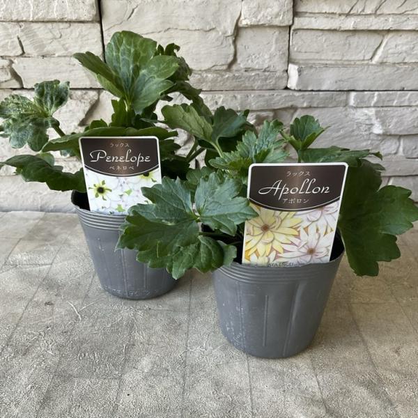 商品発送元：橋本種苗園オンラインストア家電・AV機器・カメラ【商品名】ラナンキュラス　ラックスシリーズ　選べる2種類 ・ペネロペ・アポロンからお選びください。【分類】球根植物【開花期】3月〜5月【管理場所】日当たりの良いところ【鉢の大きさ】...