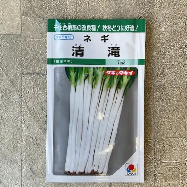 商品発送元：橋本種苗園オンラインストアフラワー・ガーデニング【種類】ネギ【品種名】清滝【規格】7ml【発芽温度】15&amp;#12316;25°c【生育適温】15&amp;#12316;20°c 【播種適期】画像2枚目を参考にしてくだい。...