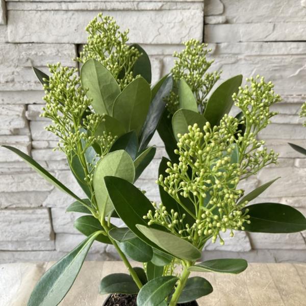 商品発送元：橋本種苗園オンラインストア家電・AV機器・カメラ【商品名】スキミア　フィンチー ３寸ポット【分類】常緑低木【開花期】春【草丈】60〜100cm前後＊草丈は、参考にしていただく一般的なサイズで土地や育て方によって異なります。【管理...