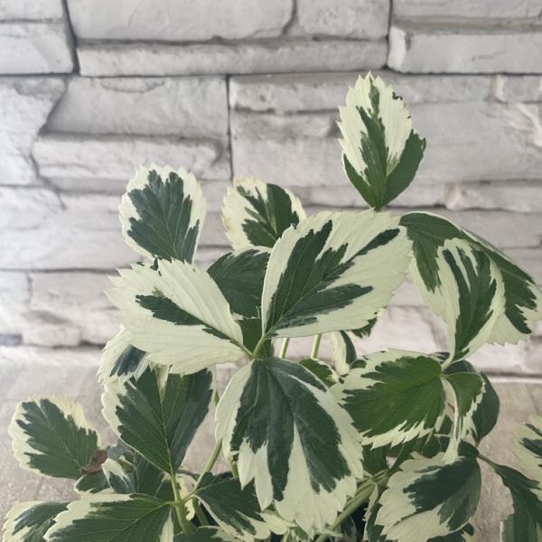 商品発送元：橋本種苗園オンラインストアフラワー・ガーデニング見切品葉数が少なくなっている750円→370円（現在の状態が見たい場合はインスタのDMもしくはBASEメッセージから写真をお送りすることができます）  【商品名】斑入りイチゴ　マー...