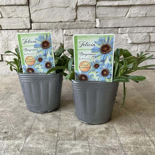 商品発送元：橋本種苗園オンラインストア家電・AV機器・カメラ【商品名】フェリシア　キングフィッシャーデージー　【分類】非耐寒性一年草【開花期】3月〜5月【草丈】20〜25cm前後＊草丈は、参考にしていただく一般的なサイズで土地や育て方によっ...