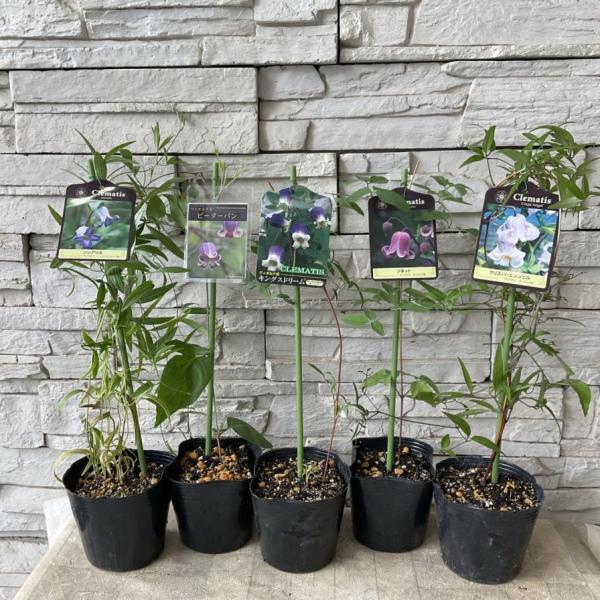 商品発送元：橋本種苗園オンラインストア家電・AV機器・カメラ見切品葉数少ない4180円→2000円   【商品名】クレマチス　選べる♪5種【分類】多年草【開花期】4月中旬〜10月【草丈】150〜300cm前後＊草丈は、参考にしていただく一般...