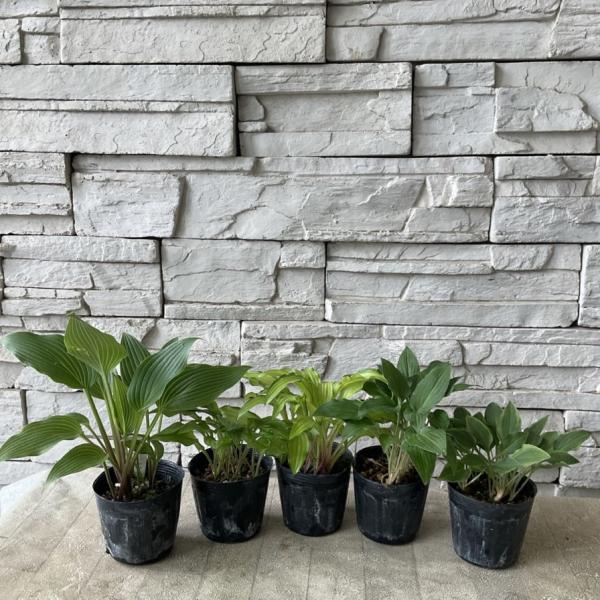 商品発送元：橋本種苗園オンラインストア家電・AV機器・カメラ見切品葉数が少ない550円→275円  【商品名】ギボウシ　選べる♪5種　2.5寸ポット【分類】宿根草【開花期】初夏〜盛夏【草丈】40cm前後＊草丈は、参考にしていただく一般的なサ...