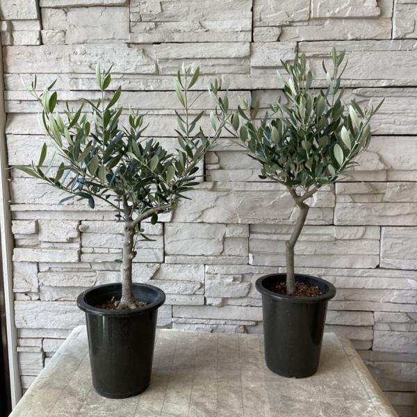 商品発送元：橋本種苗園オンラインストア家電・AV機器・カメラ【商品名】【souju】香川県産オリーブの木　5号鉢　【分類】常緑高木【開花期】&amp;#8203;5月〜6月頃【草丈】2m前後〜＊草丈は、参考にしていただく一般的なサイズで土地...