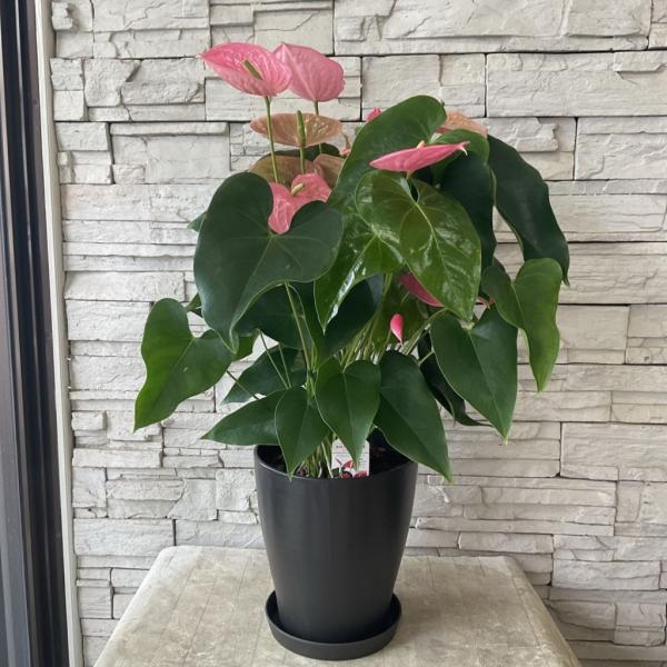 アンスリウム カリフォルニア（ピンク）8寸鉢の育て方ガイド