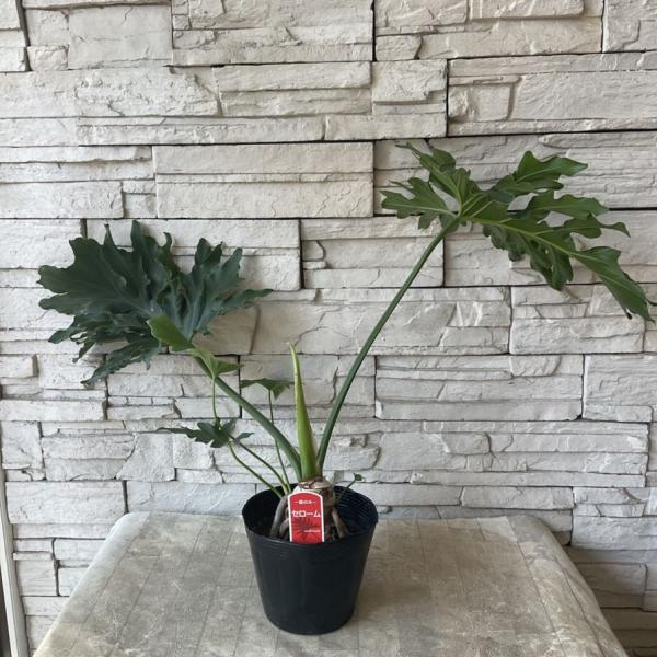 セローム（根上り) 5寸ポット : shopooo by GMO - 通販 - Yahoo