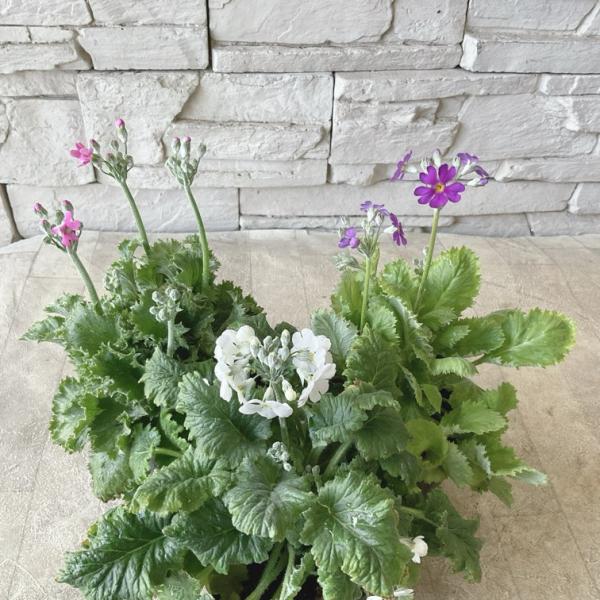 商品発送元：橋本種苗園オンラインストア家電・AV機器・カメラ【分類】一年草【開花期】12月〜4月【草丈】10〜50cm前後＊草丈は、参考にしていただく一般的なサイズで土地や育て方によって異なります。 【管理場所】日当たりの良いところ 小さな...