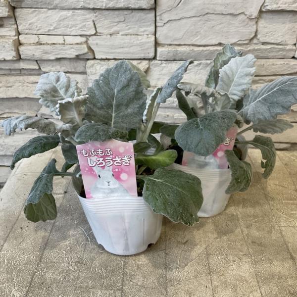 商品発送元：橋本種苗園オンラインストア家電・AV機器・カメラ【商品名】丸葉シロタエギク　もふもふ白うさぎ 3.5寸ポット【分類】多年草【開花期】5月〜7月【草丈】20〜60cm前後＊草丈は、参考にしていただく一般的なサイズで土地や育て方によ...