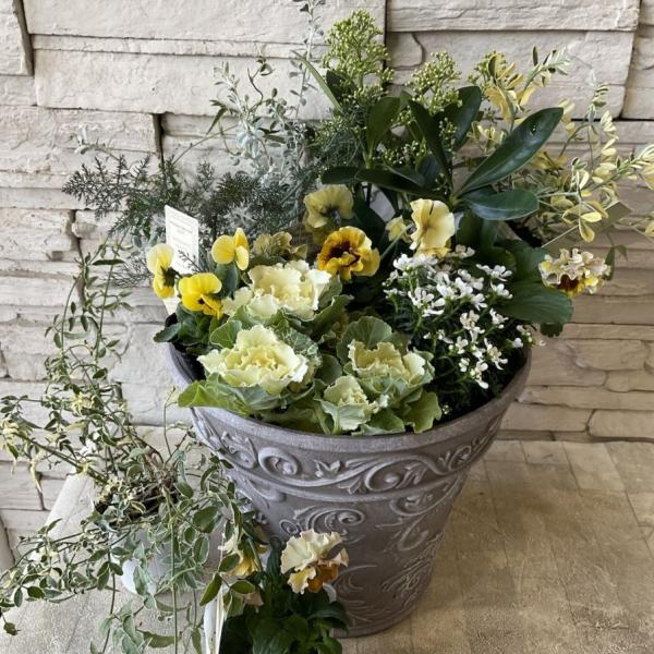 商品発送元：橋本種苗園オンラインストア家電・AV機器・カメラ【自分で作る寄せ植えセット】　スキミアとビオラのイエローホワイトの寄せ植え 花苗の種類・ビオラ　モアナレモーナ・ビオラ　イエロー・コロニラ・ビオラ　フェデネージュ、ドレープシエナな...