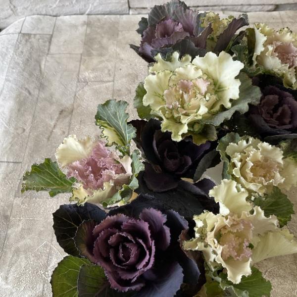 商品発送元：橋本種苗園オンラインストア家電・AV機器・カメラ【商品名】ハボタン　萌花　カフェオレ【分類】一年草【開花期】秋〜早春【草丈】20cm前後＊草丈は、参考にしていただく一般的なサイズで土地や育て方によって異なります。【管理場所】日当...