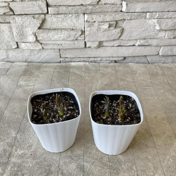 商品発送元：橋本種苗園オンラインストア家電・AV機器・カメラムスカリ　紫色のかわいい姿が魅力的なムスカリ。春の寄せ植えにもおすすめです。 開花　春 こちらは1鉢ずつの販売です。 ※植物ですので個体差がございます。予めご了承くださいませ。  ...