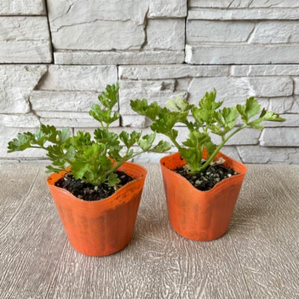 商品発送元：橋本種苗園オンラインストアフラワー・ガーデニングセロリはプランターでも育てやすいので、家庭菜園におすすめです。直射日光が強すぎると、葉が硬くなりますので気をつけてください。セロリ　苗3寸ポット(１ポット)※時期や生産者により苗の...