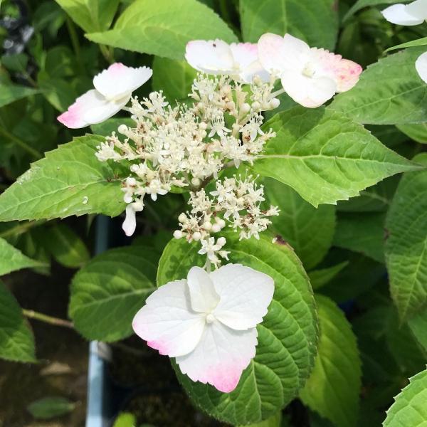 商品発送元：山野草 苔玉  茶花 販売 通販 やまおか碧山苑フラワー・ガーデニング、ガーデニング、苗物、花紅額 ベニガクヤマアジサイ 山紫陽花 山野草 茶花ヤマアジサイ 苗 紅額アジサイ 大株 2024年開花中 山紫陽花12cmポット苗　高...