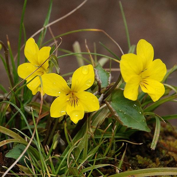 商品発送元：山野草 苔玉  茶花 販売 通販 やまおか碧山苑フラワー・ガーデニング、ガーデニング、苗物、花キスミレ 黄菫 阿蘇産日本のキスミレ阿蘇産その他のスミレ・菫はこちら