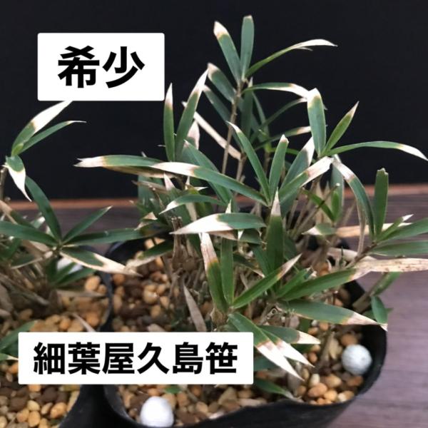 商品発送元：山野草 苔玉  茶花 販売 通販 やまおか碧山苑フラワー・ガーデニング、ガーデニング、苗物、花細葉屋久島笹 山野草 盆栽添草ヤクシマザサの細葉タイプ屋久島笹の半分程度の葉の細さで成長が遅いタイプです9cmポット苗　高さ15cm程度