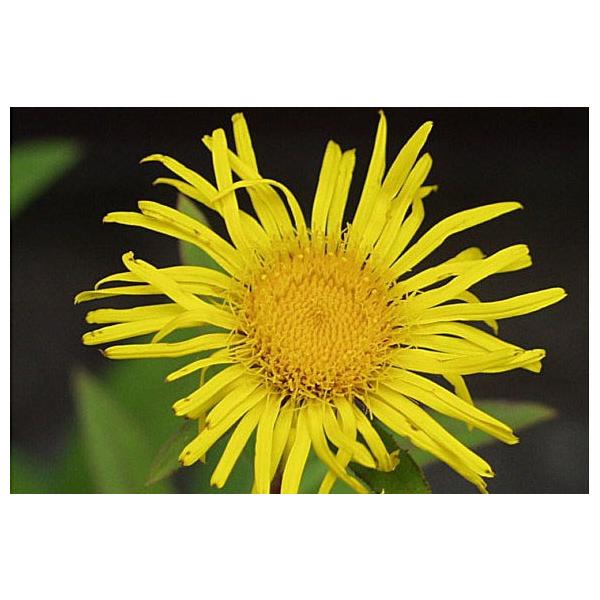 商品発送元：山野草 苔玉  茶花 販売 通販 やまおか碧山苑フラワー・ガーデニング、ガーデニング、苗物、花カセンソウ【山野草】　９cmポット苗です。 夏の水辺の植物です。花が植えを向いて群生します。茶花、寄せ植えにおすすめです。