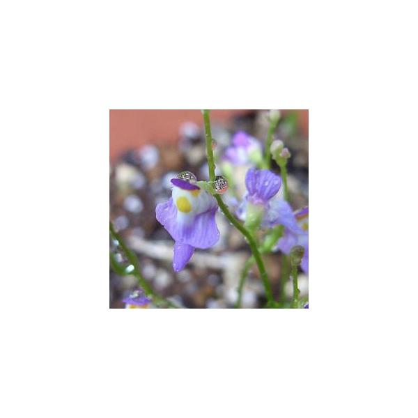 商品発送元：山野草 苔玉  茶花 販売 通販 やまおか碧山苑フラワー・ガーデニング、フラワー、鉢花、その他クリオネゴケ 食虫植物 ６cmポット苗。花の形が、あのクリオネにそっくりです。ウサギゴケと同じ食虫植物です。明るい日向で育ち、環境があ...